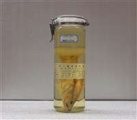 藏品(縱帶鱠)的圖片